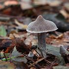 Weißflockiger Gürtelfuß (Cortinarius hemitrichus) oder Geranien-Gürtelfuß (C. flexipes)