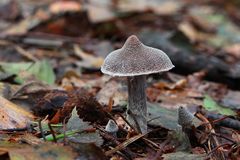 Weißflockiger Gürtelfuß (Cortinarius hemitrichus) oder Geranien-Gürtelfuß (C. flexipes)