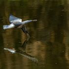 Weißflügel Seeschwalbe ( Chlidonias leucopterus )