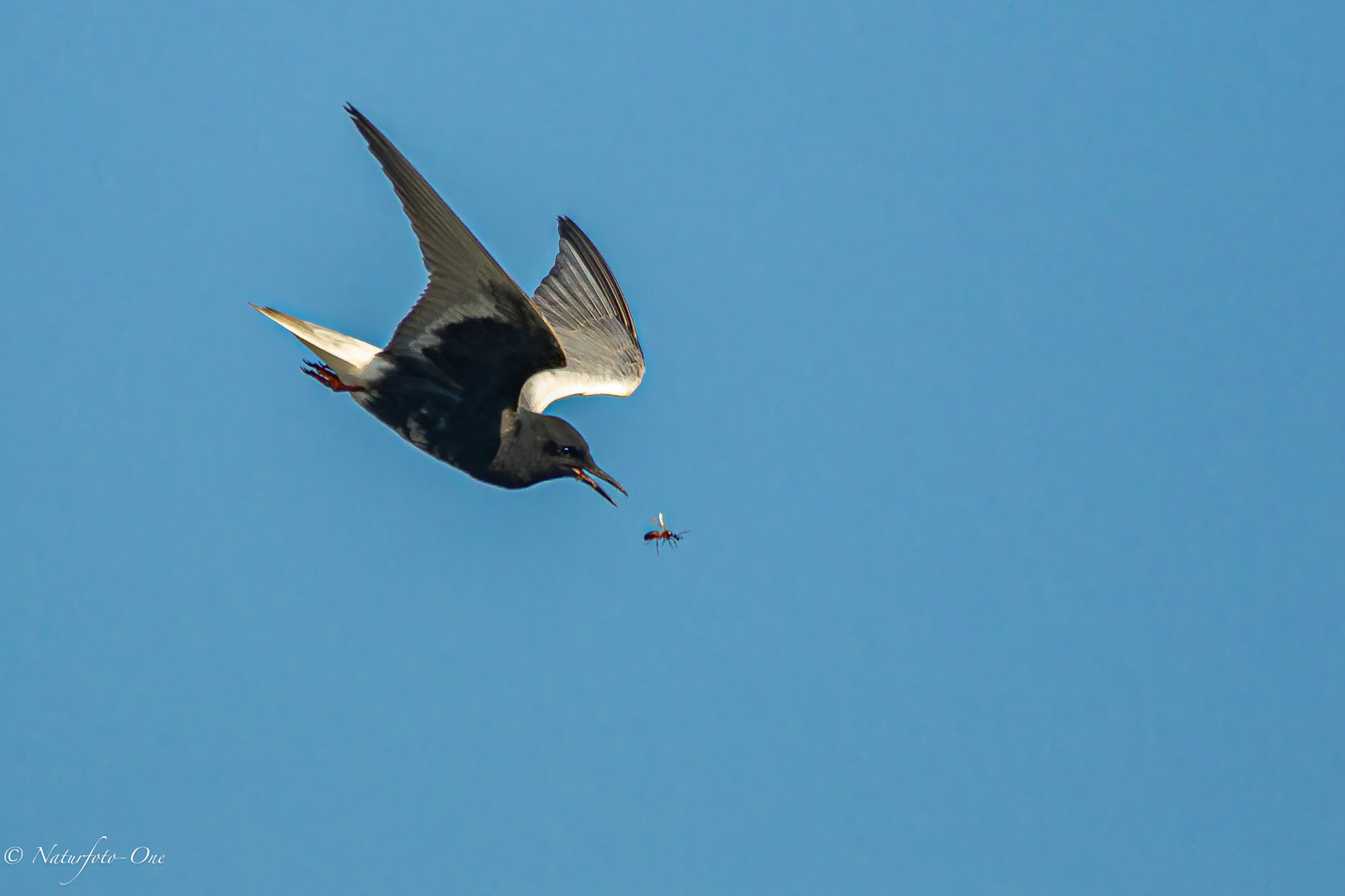 Weißflügelseeschwalbe fängt fliegende Ameise auf Jungfernflug