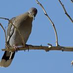 Weißflügeltaube - White-winged Dove (Zenaida asiatica)