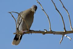 Weißflügeltaube - White-winged Dove (Zenaida asiatica)