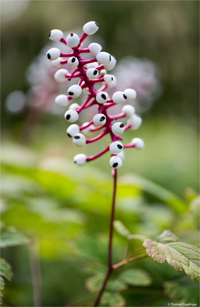 Weißfrüchtiges Christophskraut (Actaea pachypoda).