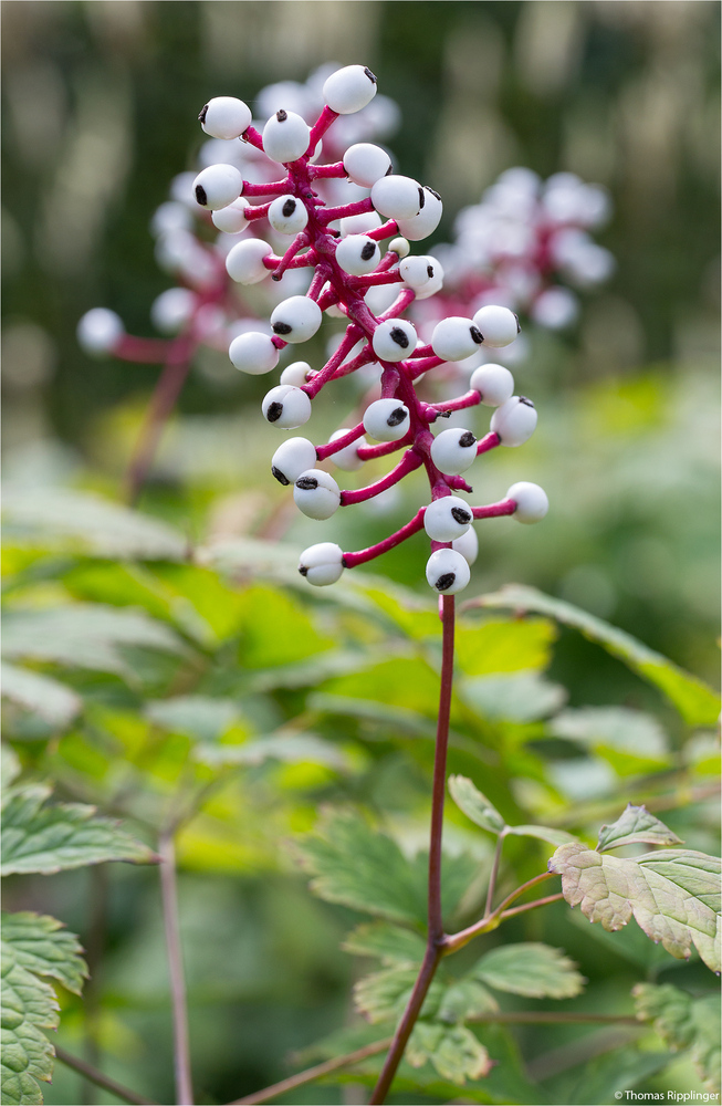 Weißfrüchtiges Christophskraut (Actaea pachypoda)