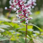 Weißfrüchtiges Christophskraut (Actaea pachypoda)