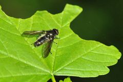 Weissfuß-Erzschwebfliege (Cheilosia albitarsis)