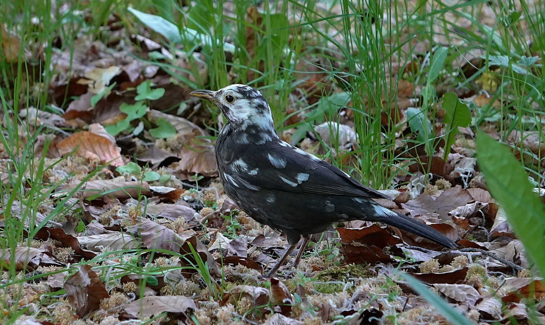 Weissgefleckte Amsel (Naturdoku)