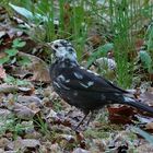 Weissgefleckte Amsel (Naturdoku)