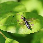 Weißgegürtelte Rosenblattwespe,Allantus cinctus