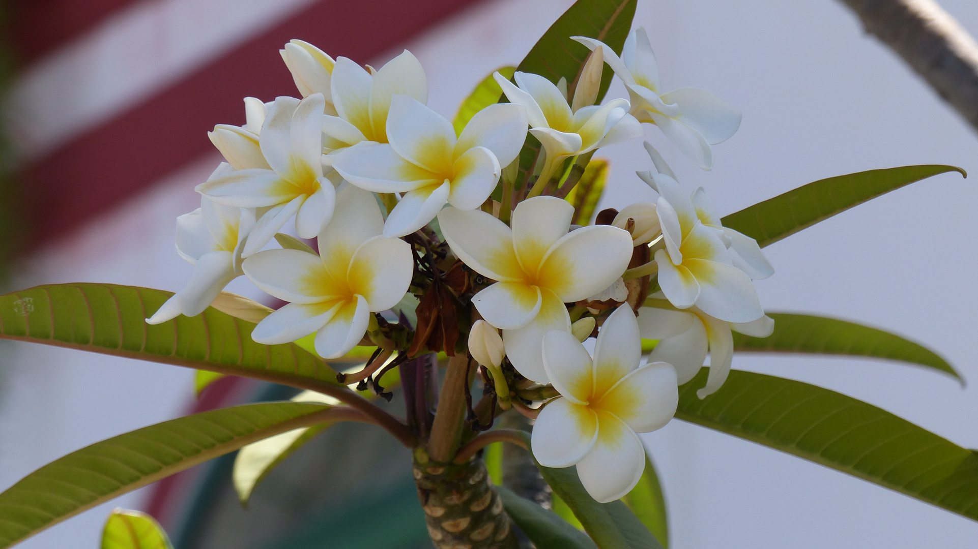 weißgelbe Frangipani Blüte in den Gärten in Puerto de Mogán