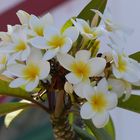 weißgelbe Frangipani Blüte in den Gärten in Puerto de Mogán