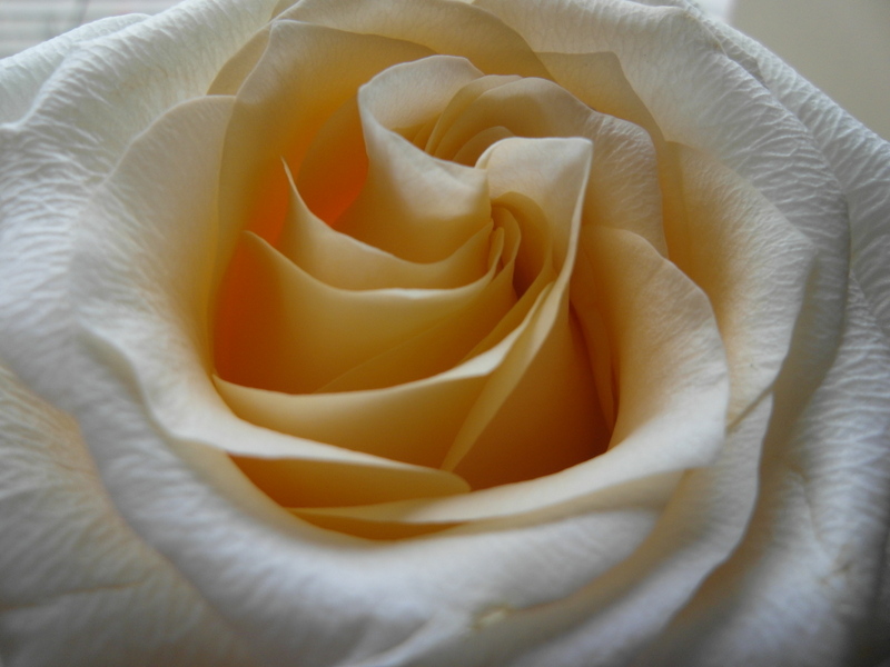 Weißgelbe Rose 2