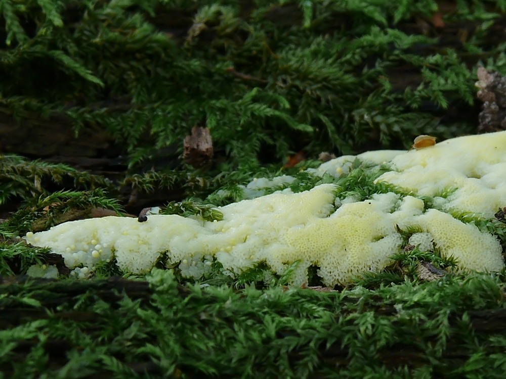 Weißgelber Wald-Flokati