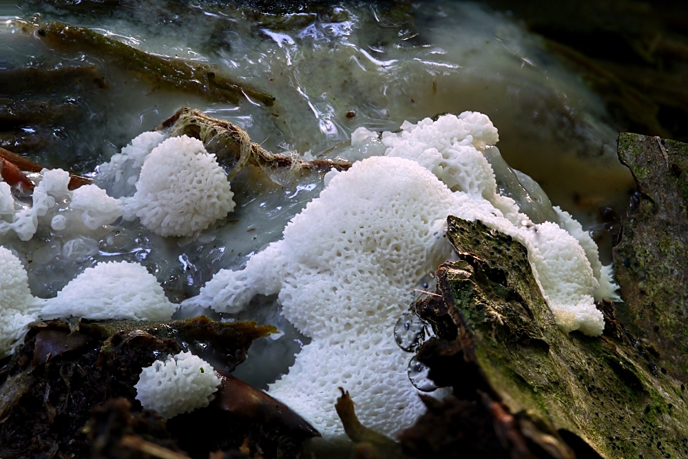 Weißgelbes Netzpolster auf Wanderschaft