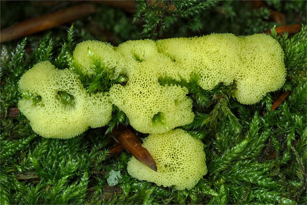 Weißgelbes Netzpolster (CERATIOMYXA FRUTICULOSA VAR PORIOIDES)