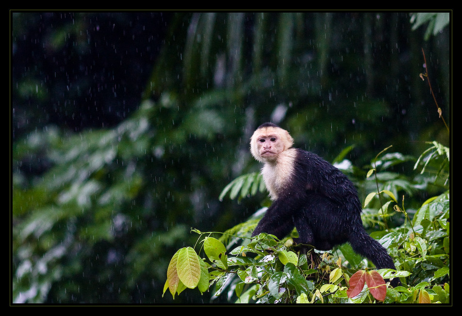 Weissgesicht-Regen-Kapuzineraffe