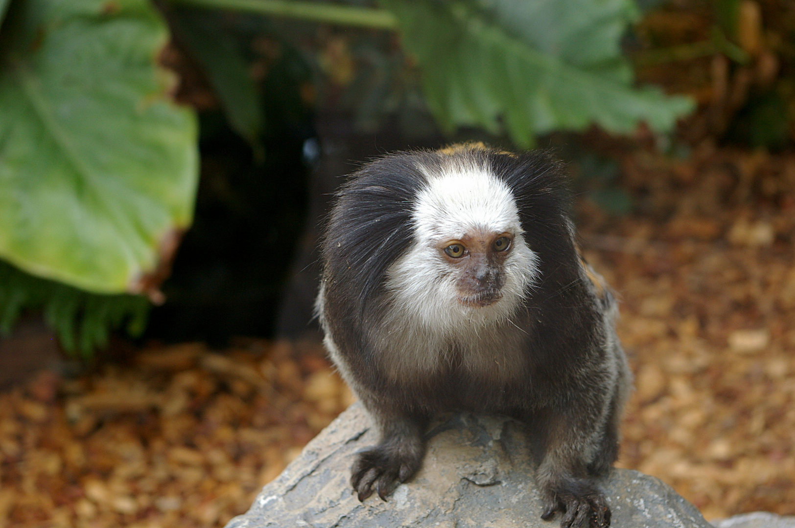 Weißgesichtseidenäffchen aus dem "Loro Parque" auf Teneriffa 2010