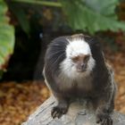 Weißgesichtseidenäffchen aus dem "Loro Parque" auf Teneriffa 2010