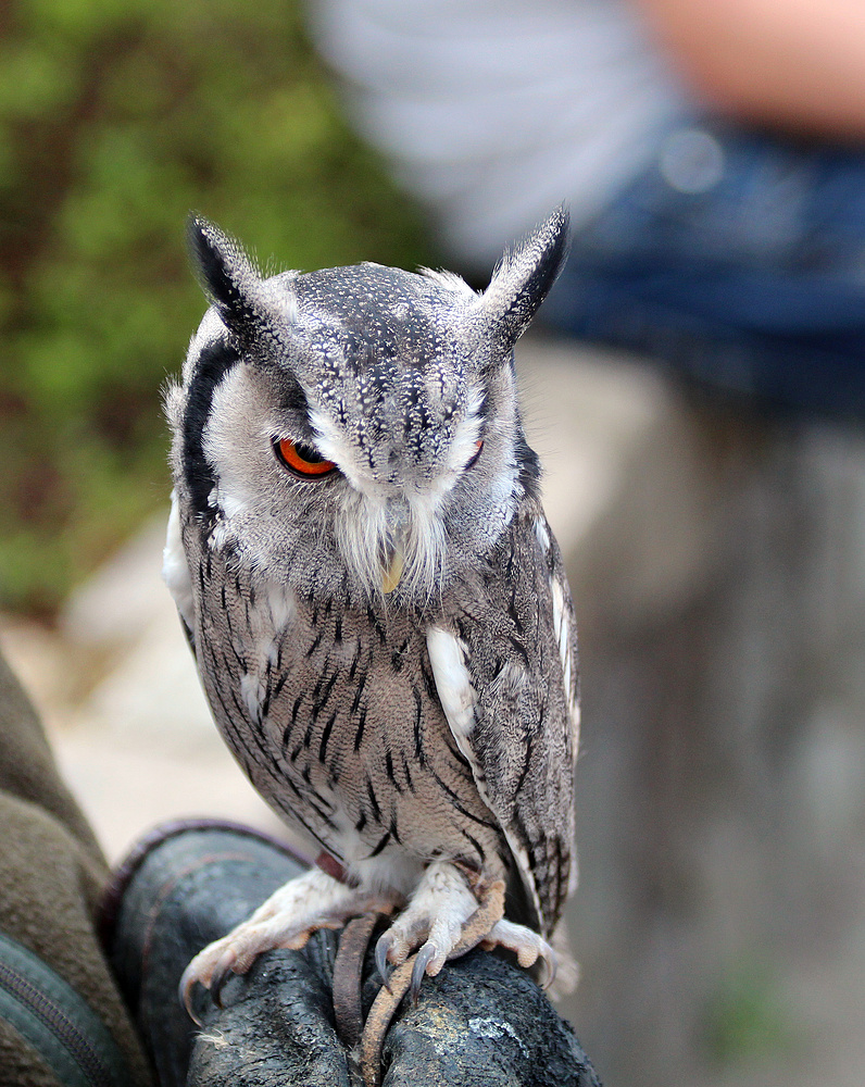 Weißgesichtseule Barny im Wildpark Lüneburger Heide