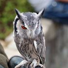 Weißgesichtseule Barny im Wildpark Lüneburger Heide