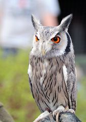 Weißgesichtseule "Barny" im Wildpark Lüneburger Heide