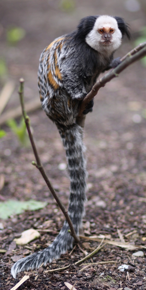 Weißgesichtsseidenaffe (Callithrix Geoffroyi)