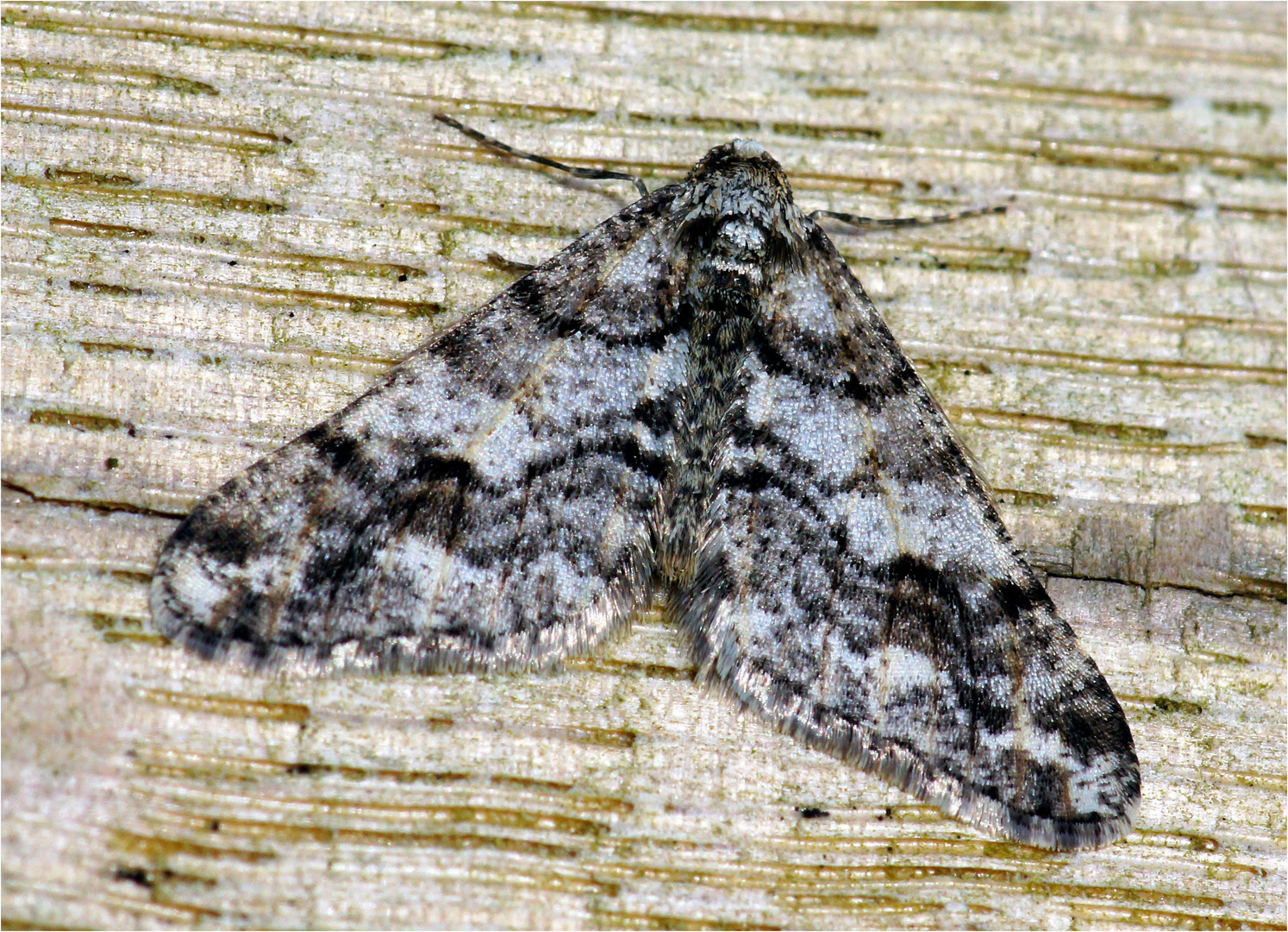 Weißgrauen Breitflügelspanner (Agriopis leucophaearia) auf der Sonnenbank