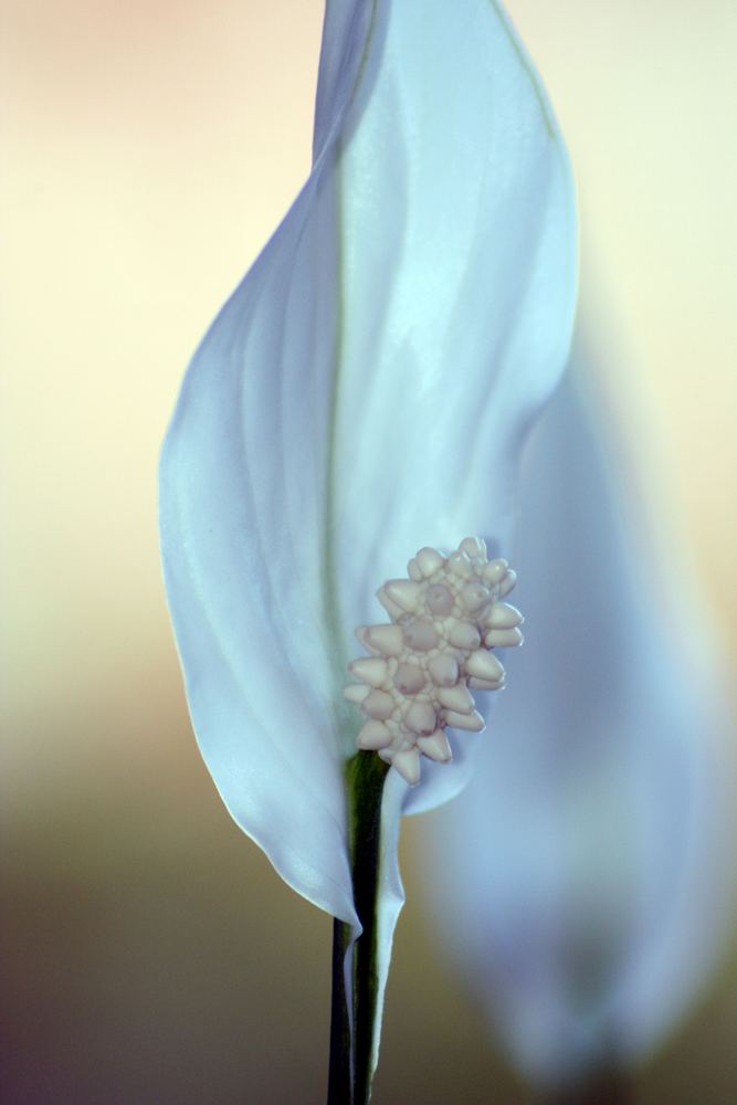 Weiss/grün..