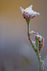 Weißhäubchen auf zartrosa