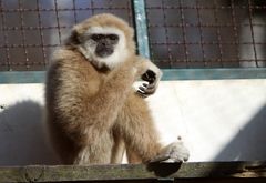 Weisshand Gibbon