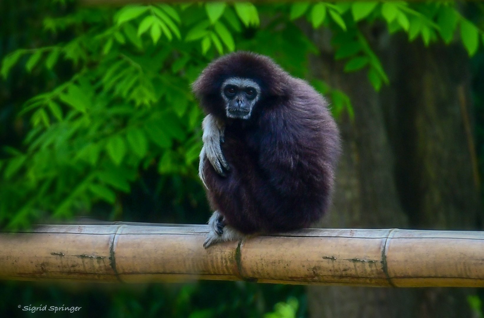 Weisshand Gibbon