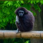 Weisshand Gibbon