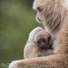 Weißhand-Gibbon