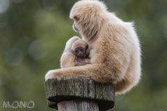 Weißhand-Gibbon