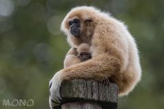 Weißhand-Gibbon