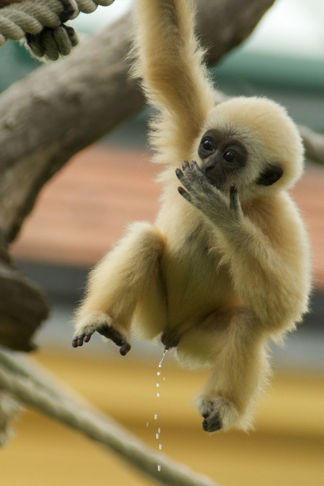 Weißhand-Gibbon Baby beim Wasserlassen