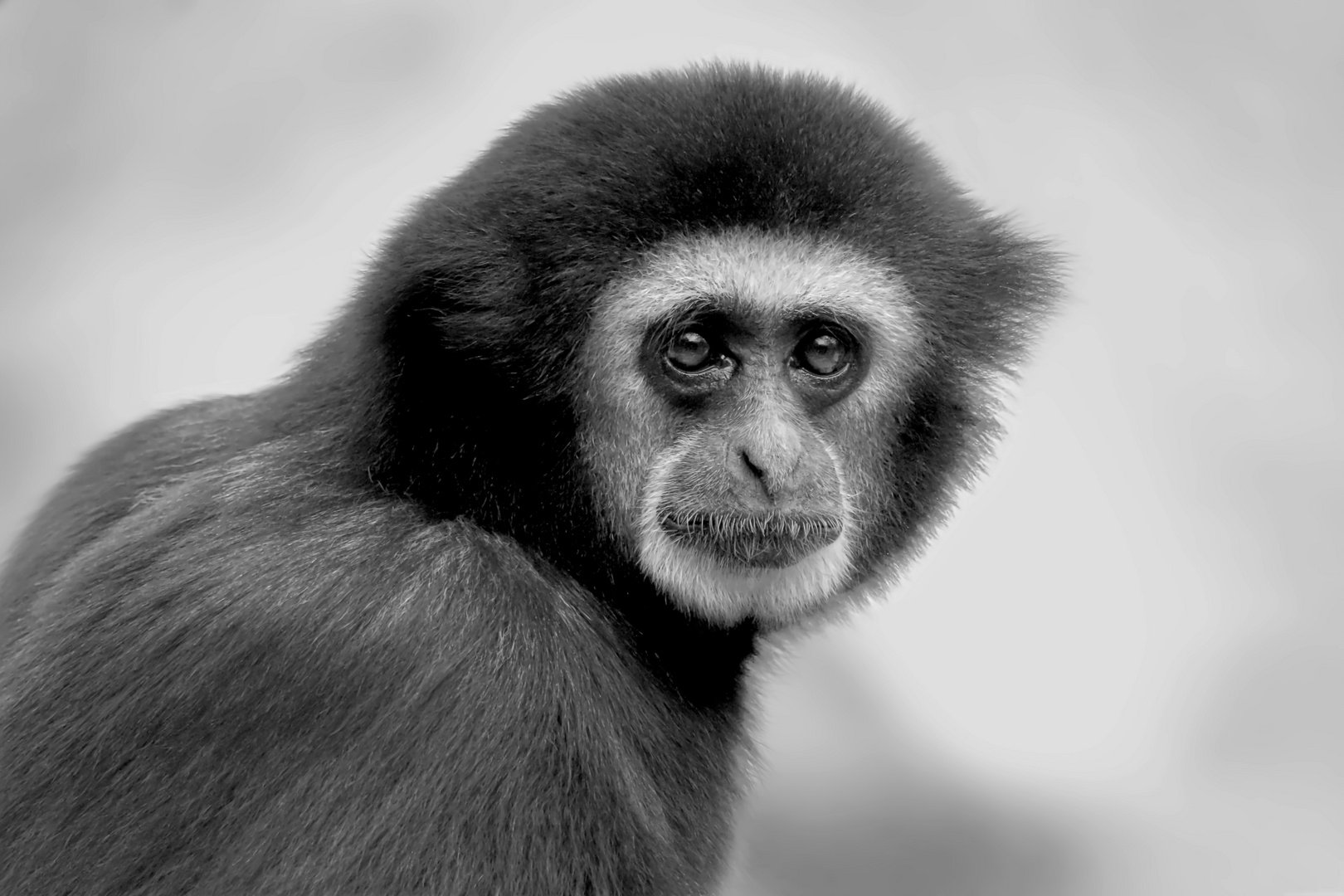 Weißhandgibbon