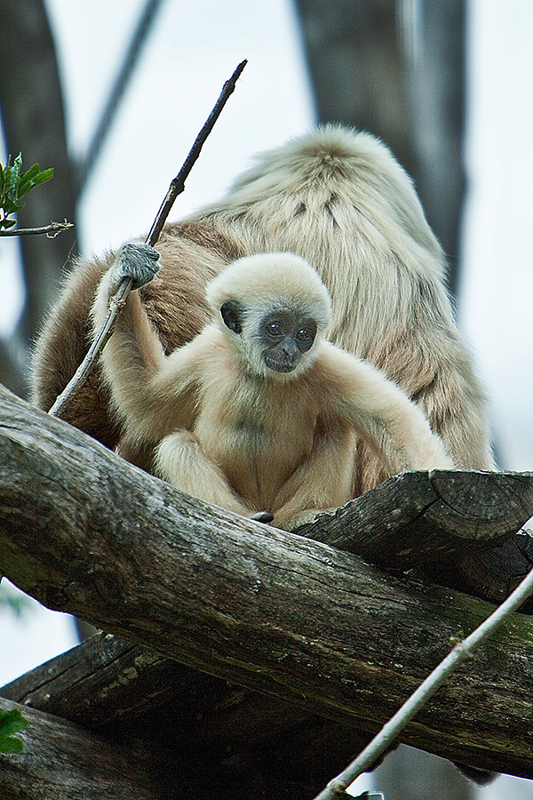 Weißhandgibbon