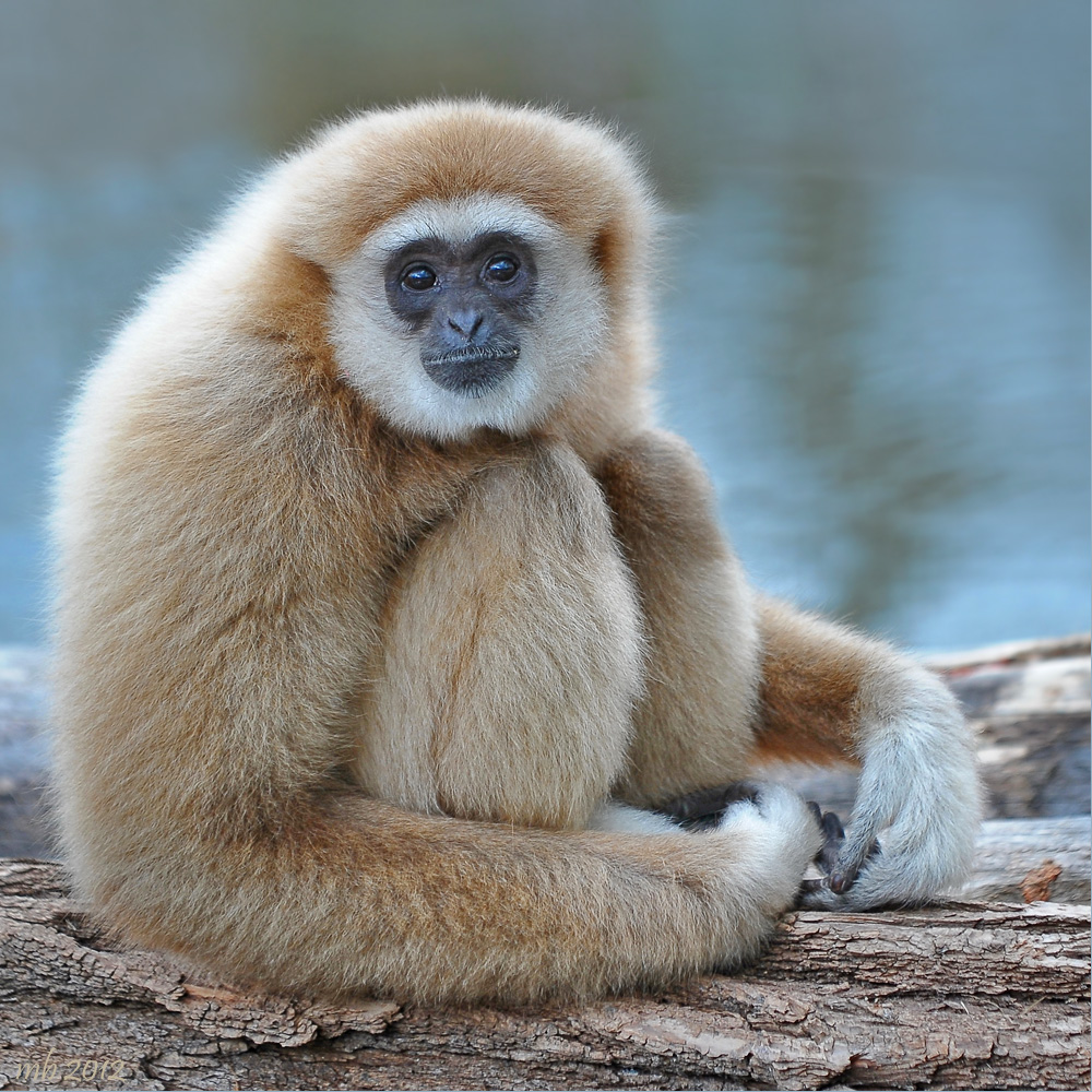 Weißhandgibbon