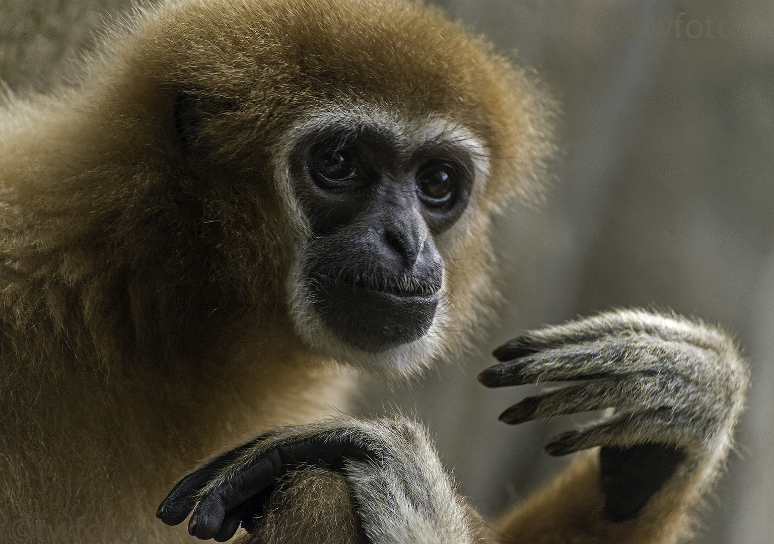 Weißhandgibbon