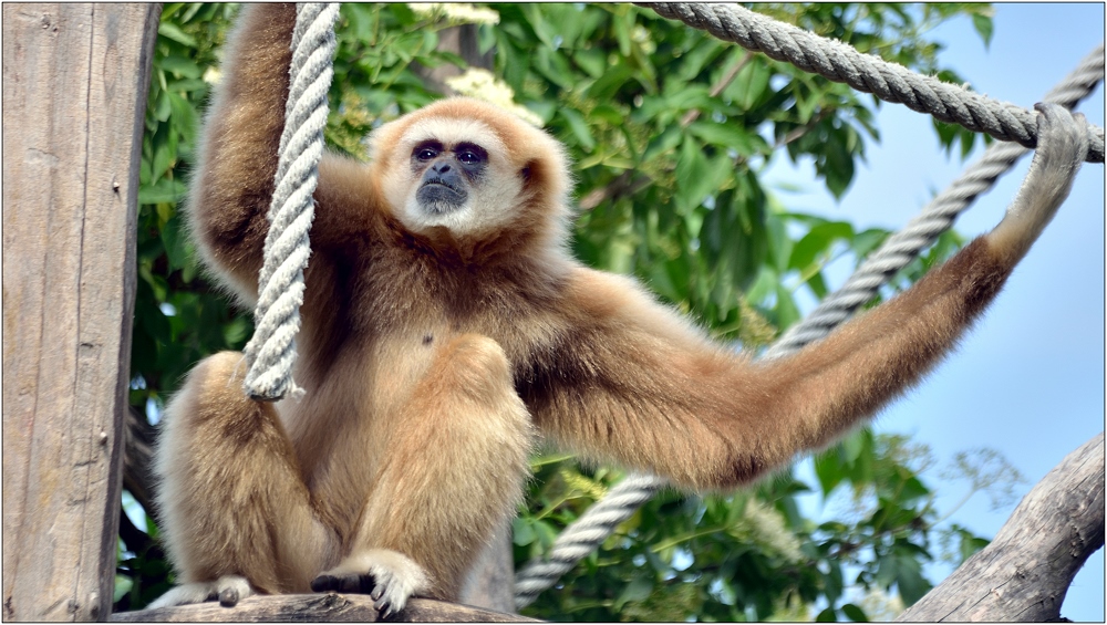 ... Weißhandgibbon ...