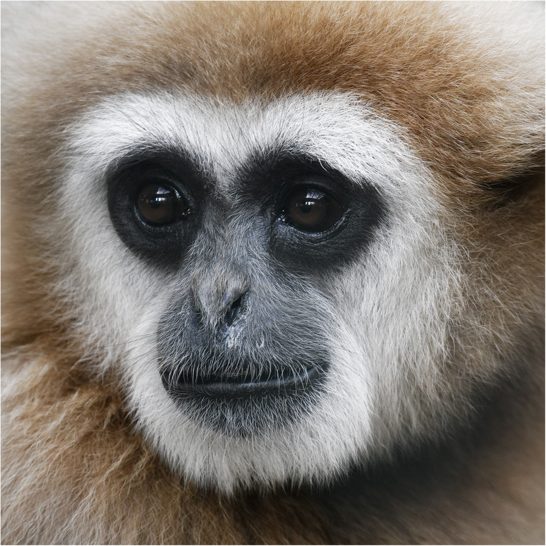 Weißhandgibbon