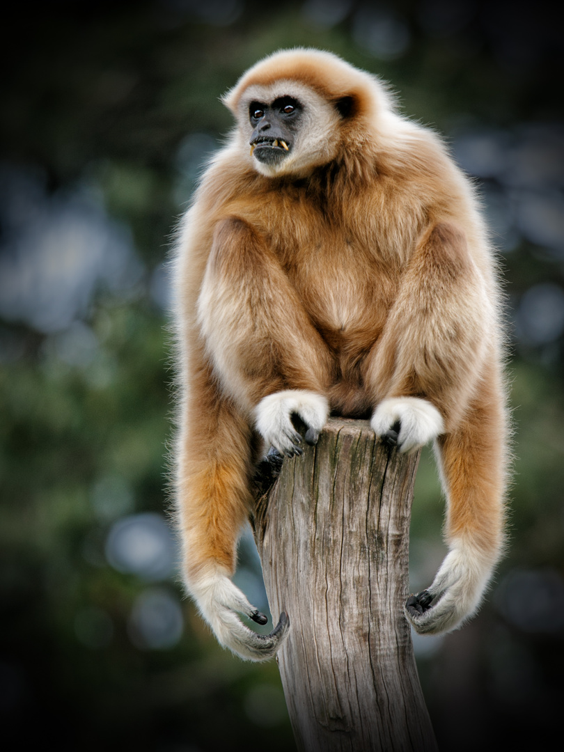 Weißhandgibbon