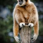 Weißhandgibbon