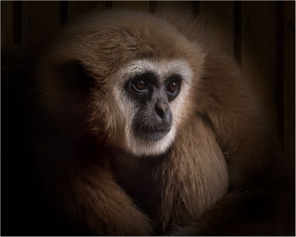 Weißhandgibbon