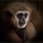 Weißhandgibbon