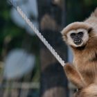 Weißhandgibbon