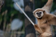 Weißhandgibbon