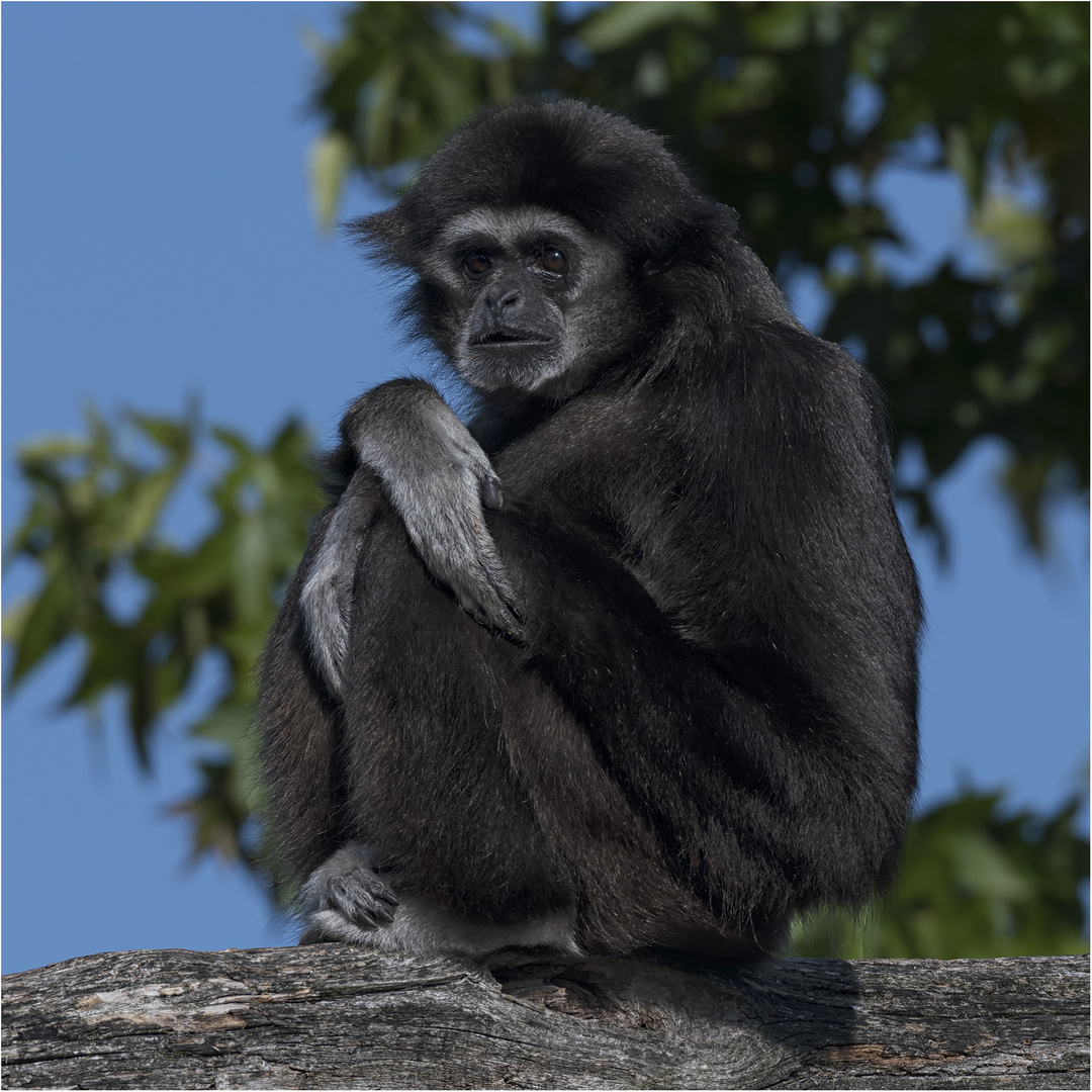 Weißhandgibbon