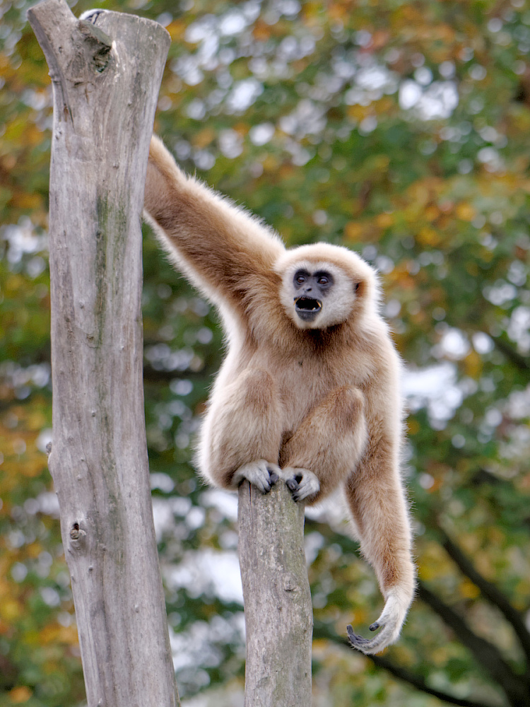 Weißhandgibbon